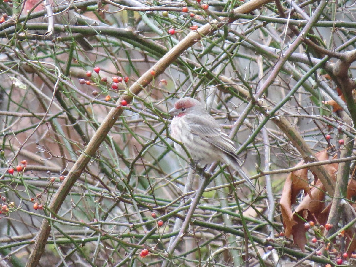 House Finch - ML646016316