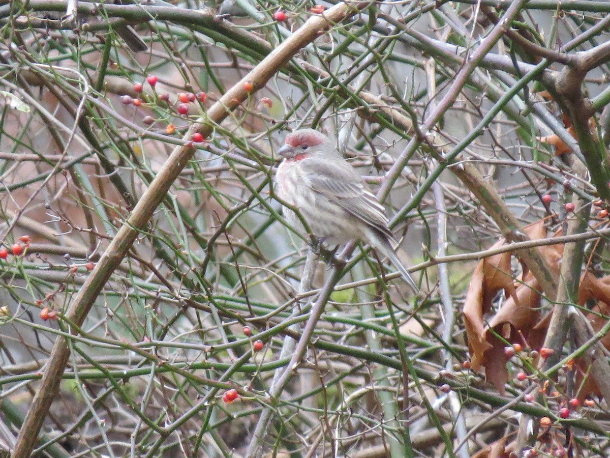 House Finch - ML646016317