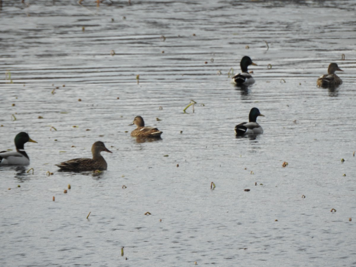 Stockente - ML646016319