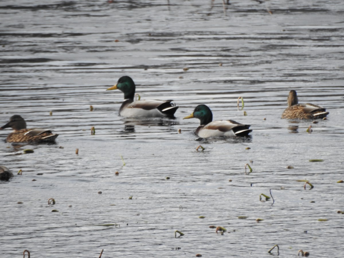 Stockente - ML646016320