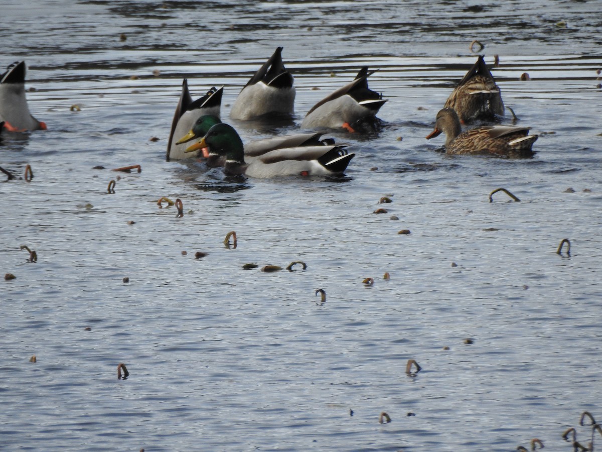 Stockente - ML646016321