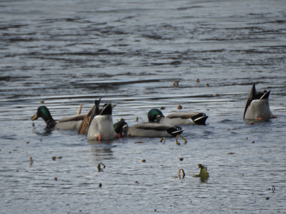 Stockente - ML646016322