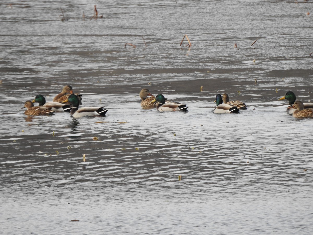 Stockente - ML646016325