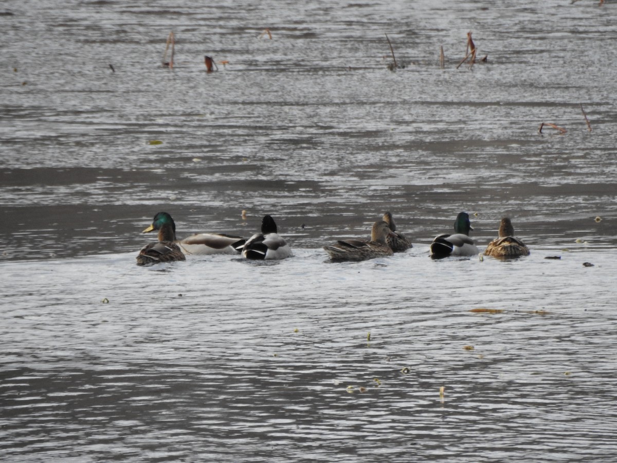 Stockente - ML646016326