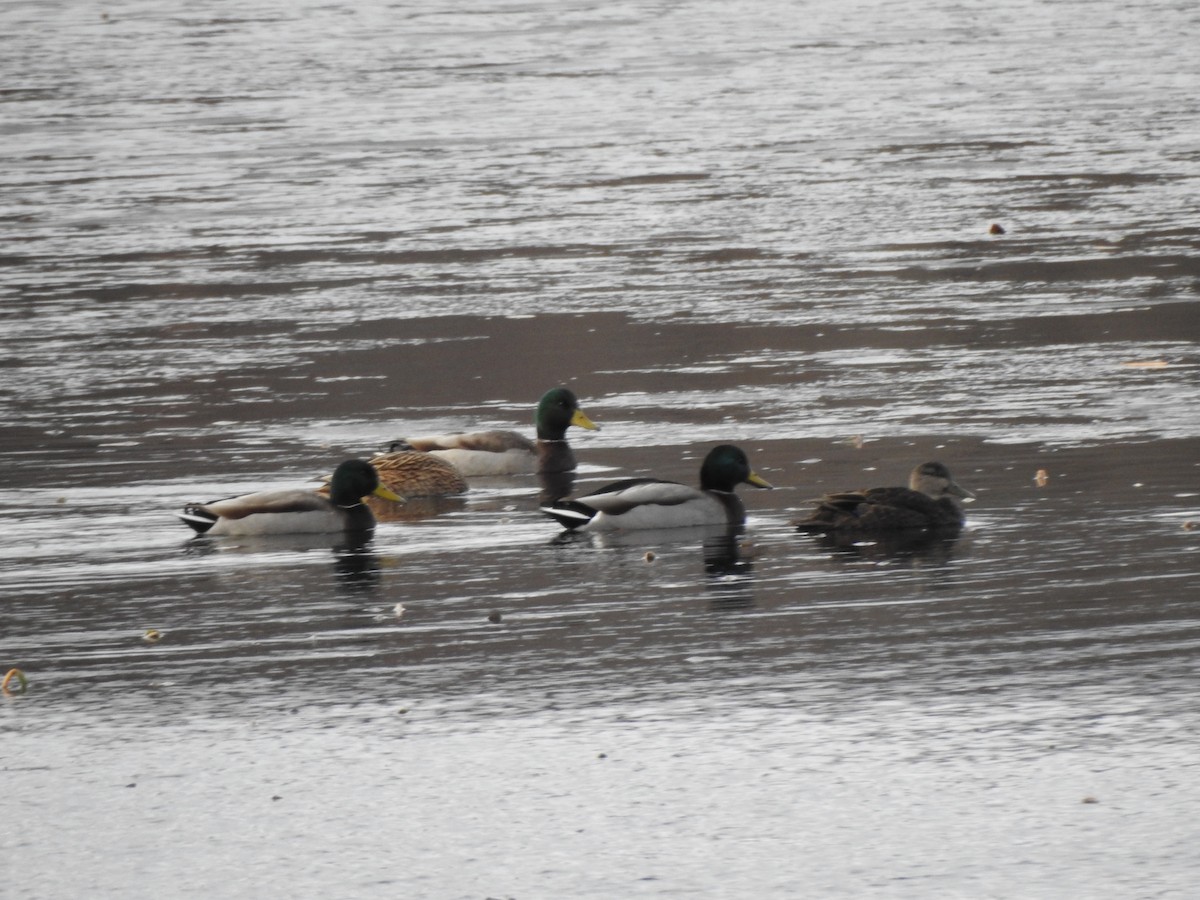 Stockente - ML646016327