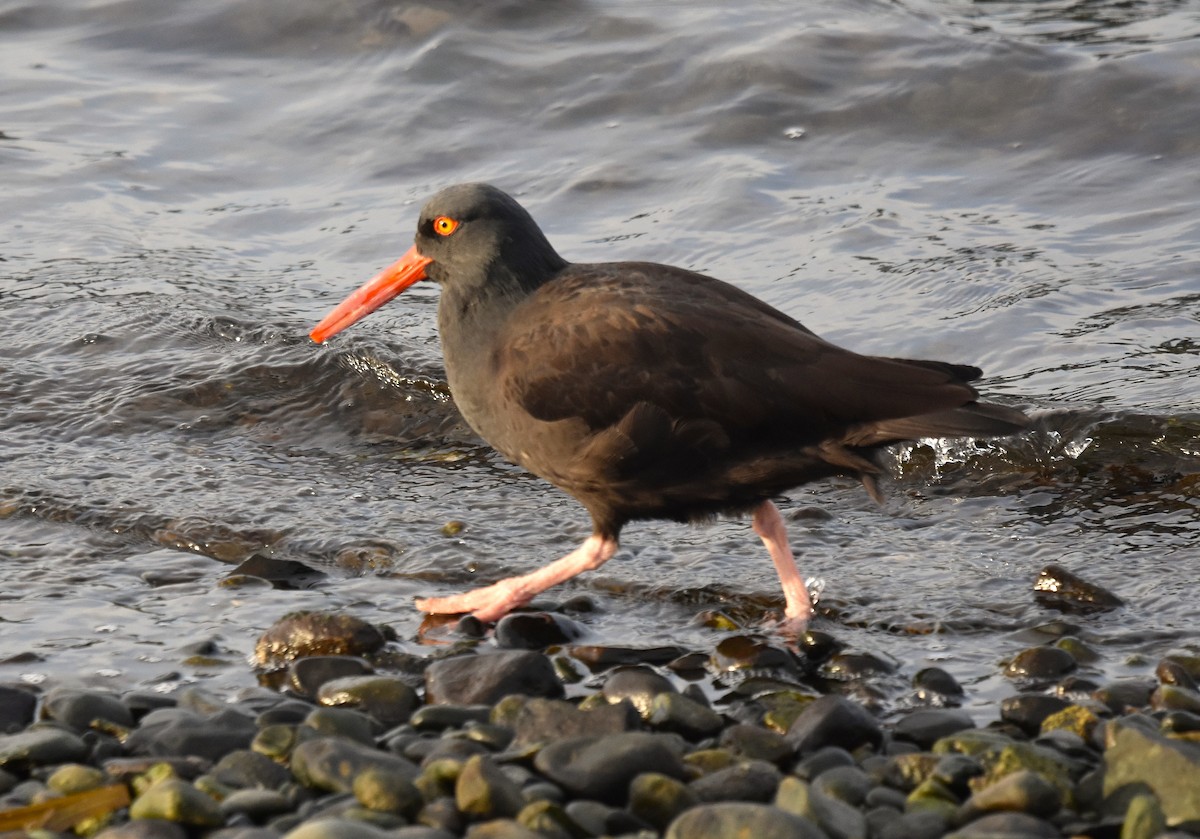 Black Oystercatcher - ML646016329