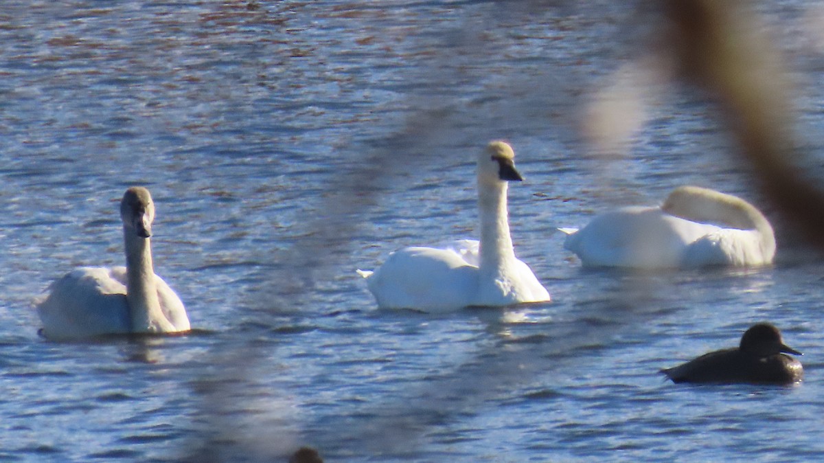 Tundra Swan - ML646016331
