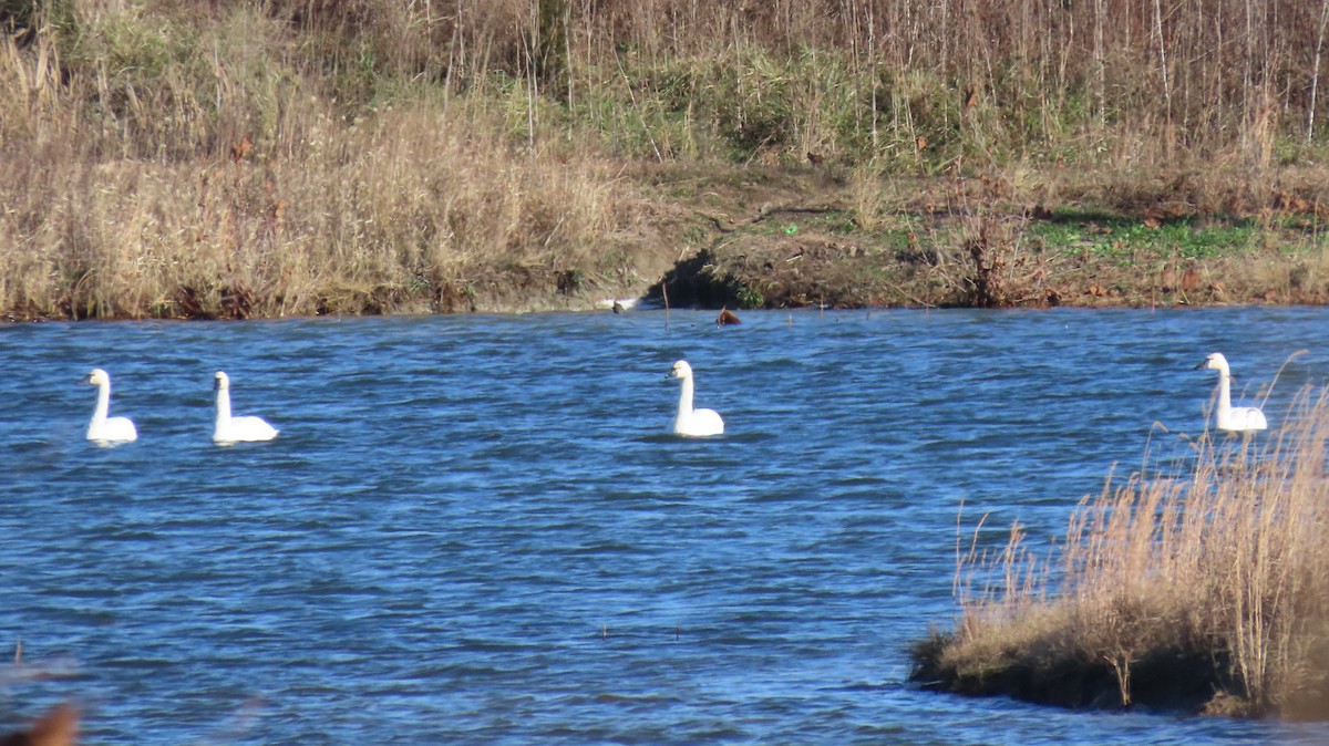 Tundra Swan - ML646016332