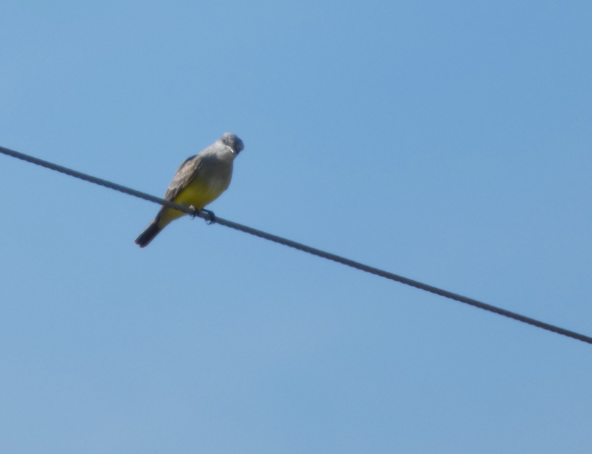 Western Kingbird - ML646016333