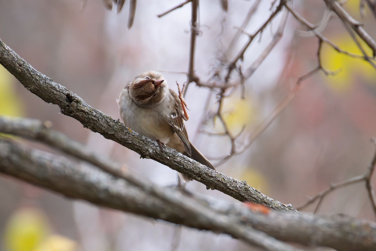 ミヤマシトド - ML646016334