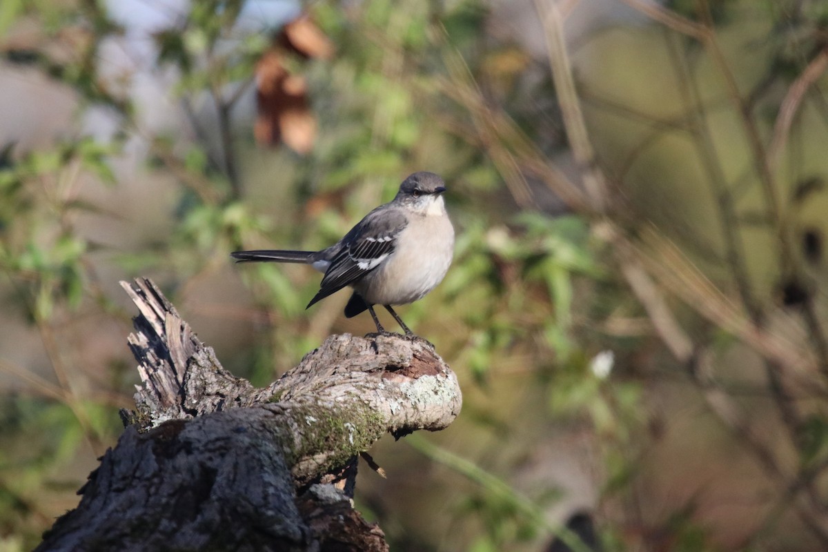 Northern Mockingbird - ML646016335