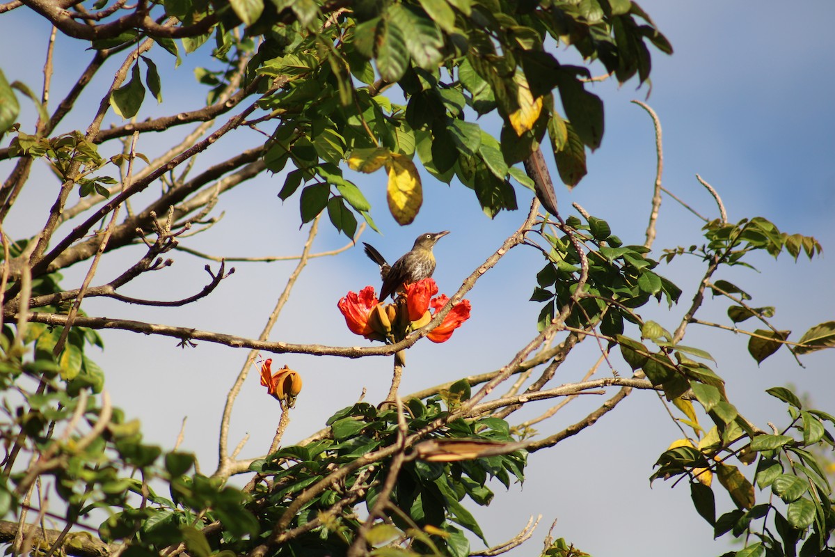 Pearly-eyed Thrasher - ML646016337