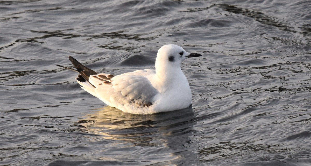 Bonaparte's Gull - ML646016338