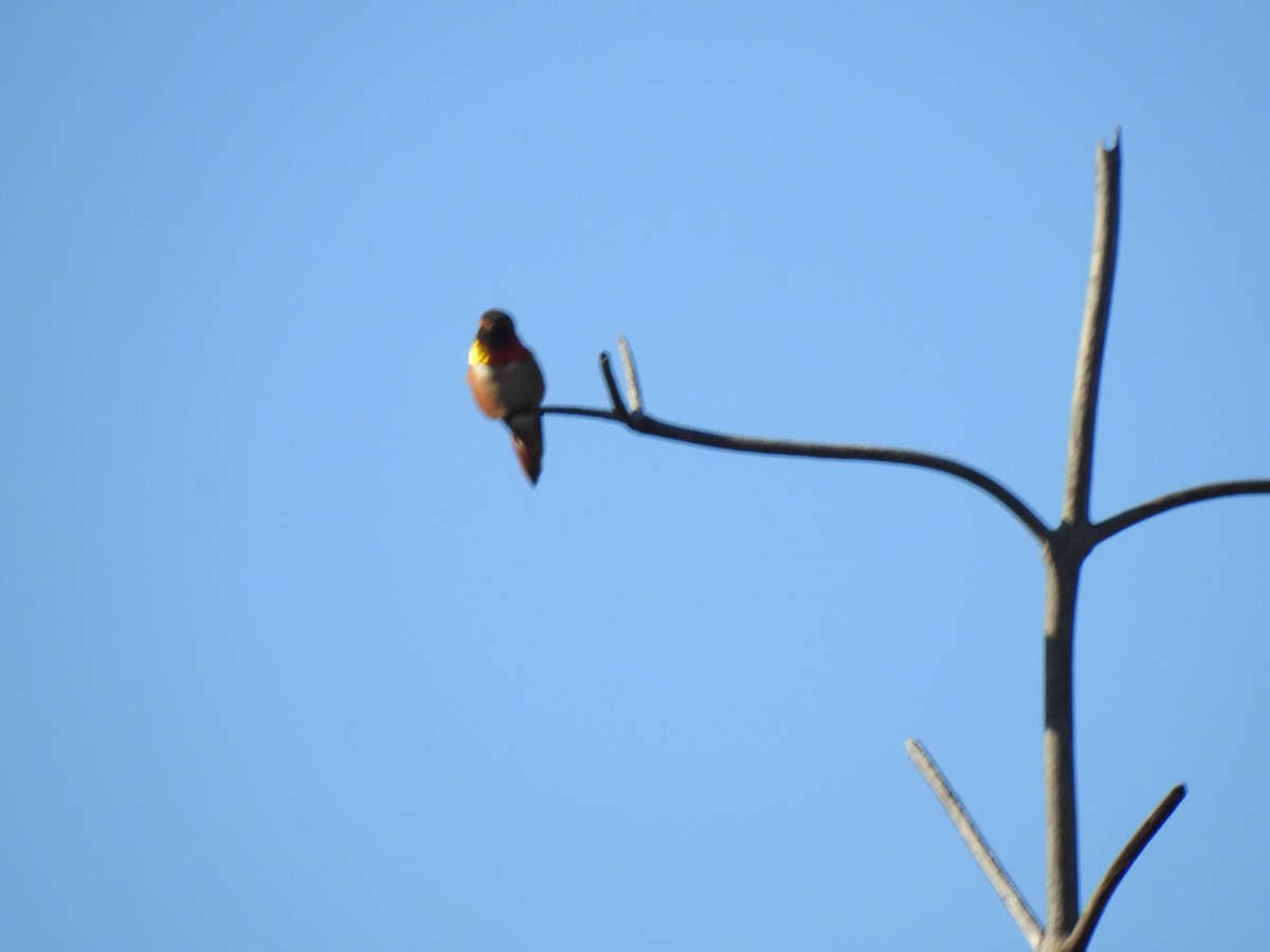 Allen's Hummingbird - ML646016339