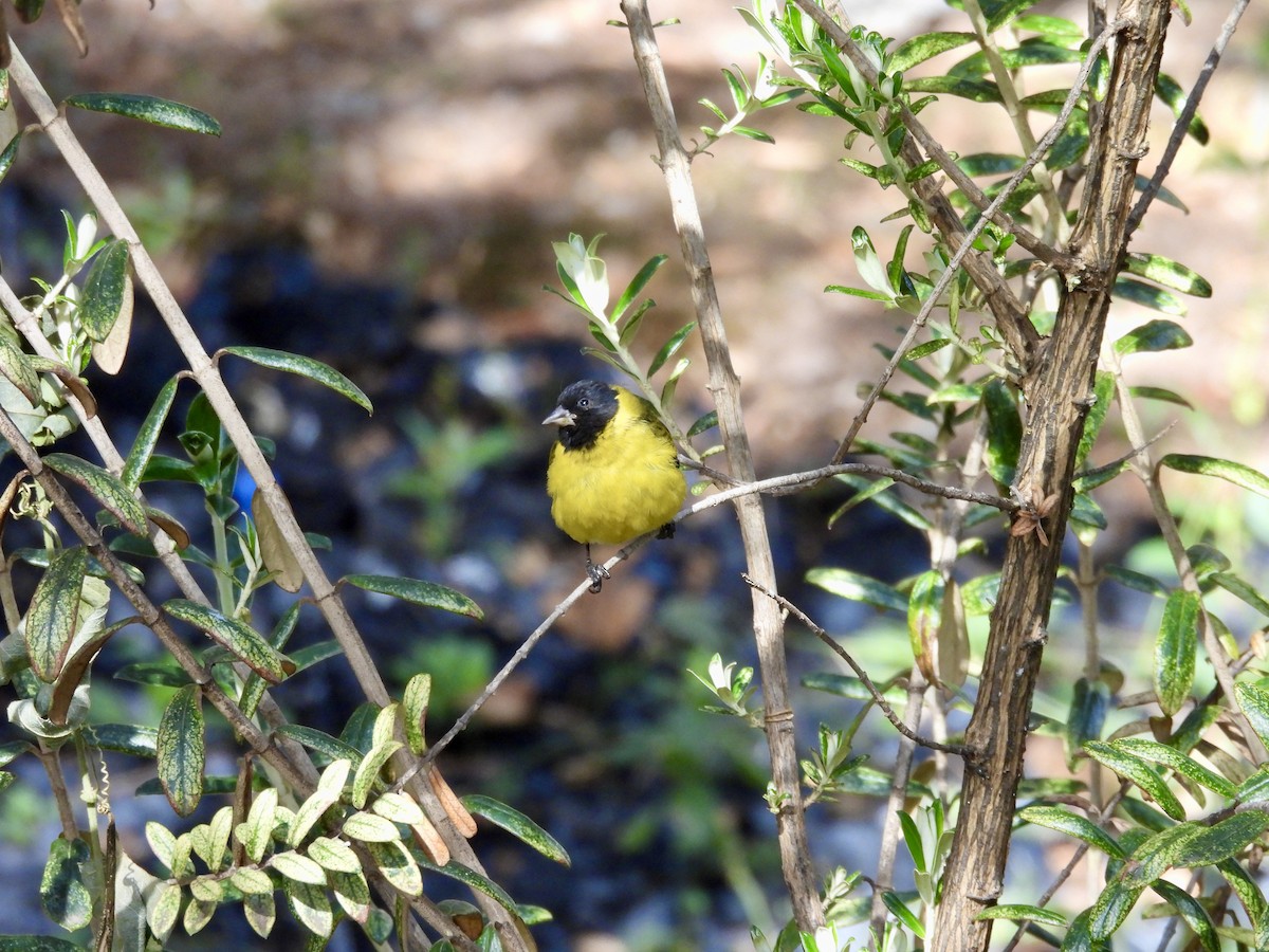 Hooded Siskin - ML646016340