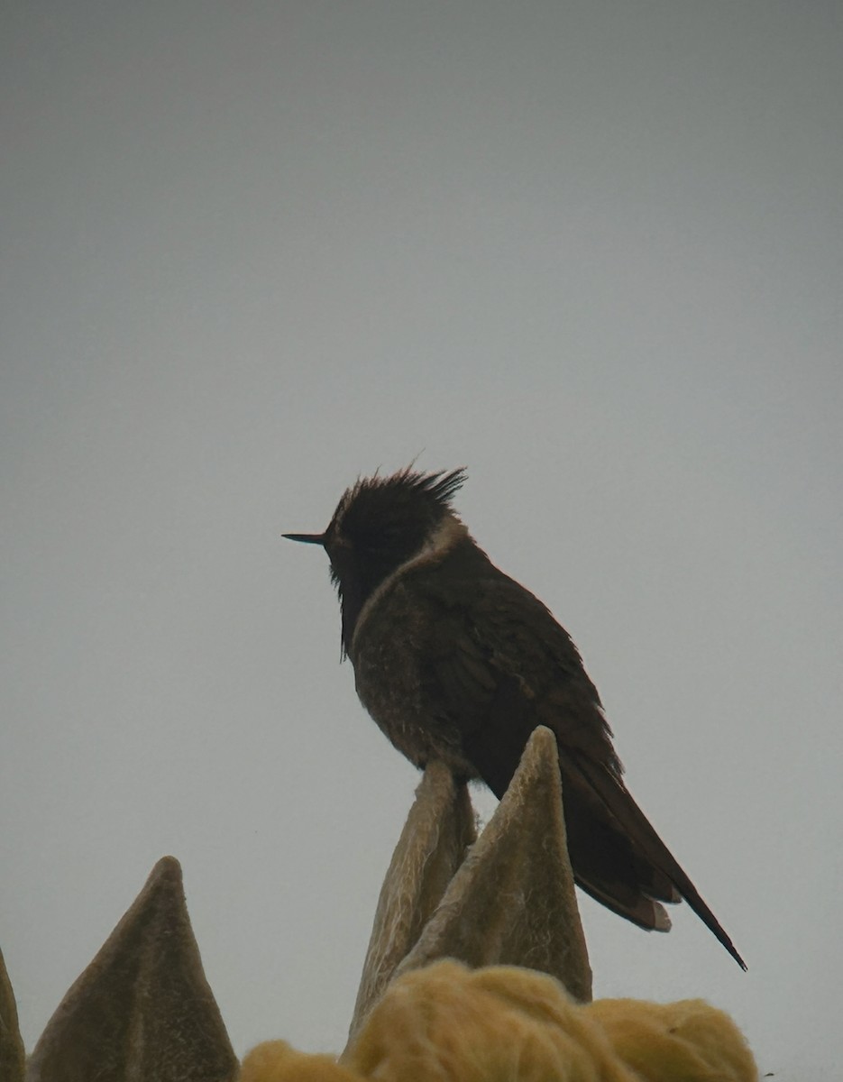 Buffy Helmetcrest - ML646016341