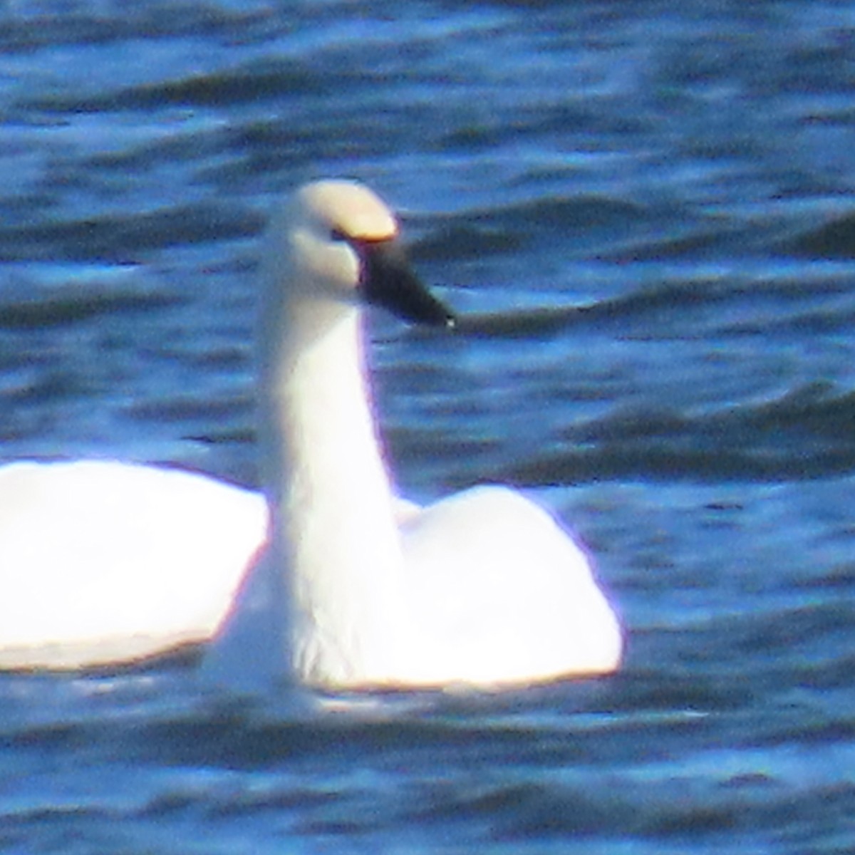 Tundra Swan - ML646016342