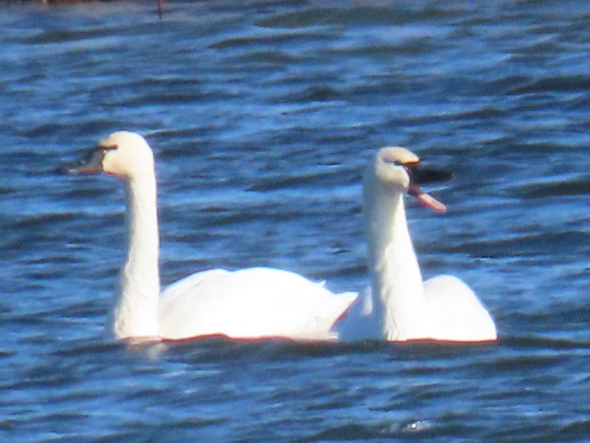Tundra Swan - ML646016343