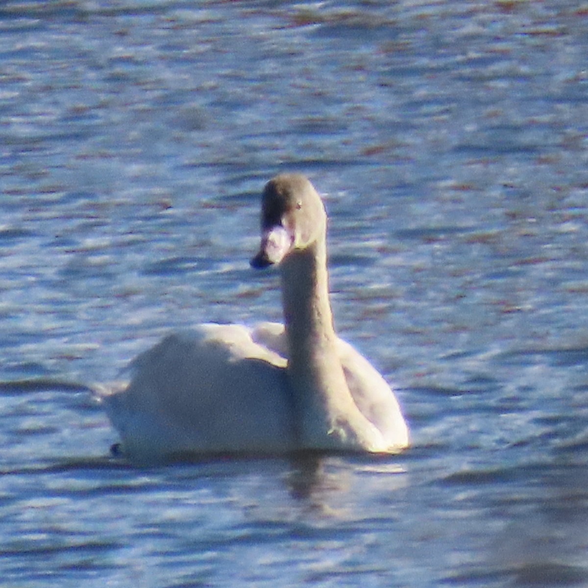 Tundra Swan - ML646016344