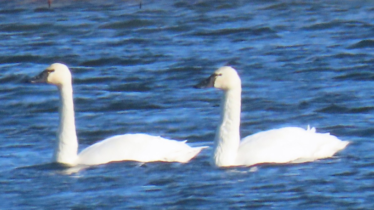 Tundra Swan - ML646016345