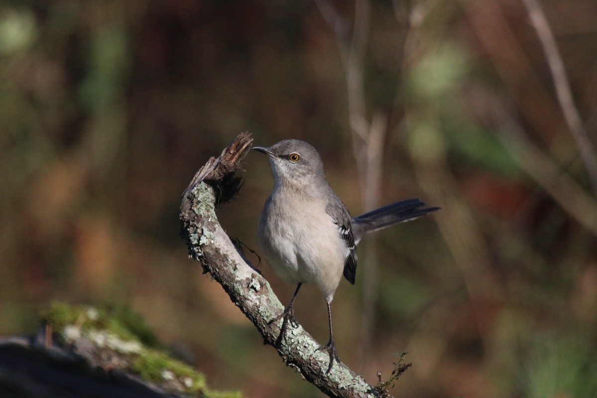 Northern Mockingbird - ML646016346