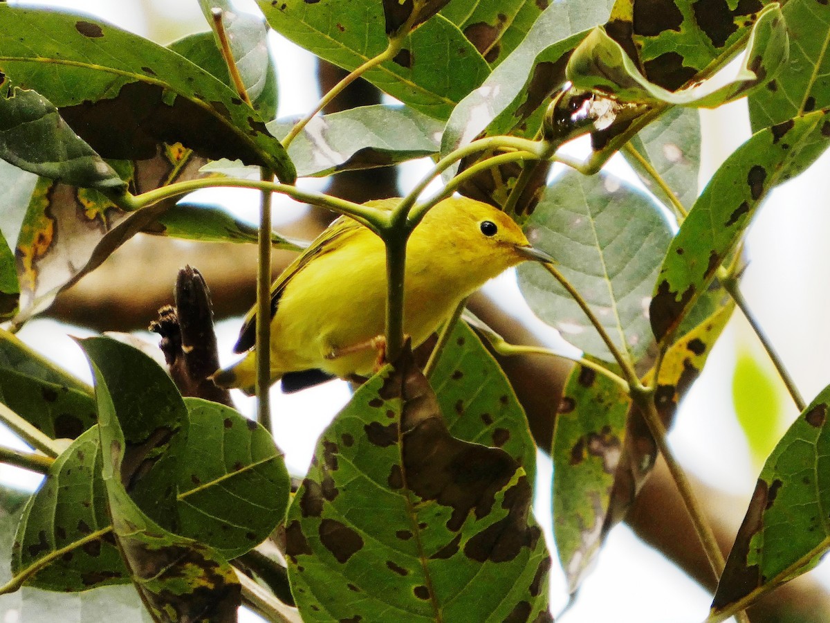 Sarı Ötleğen - ML646016348