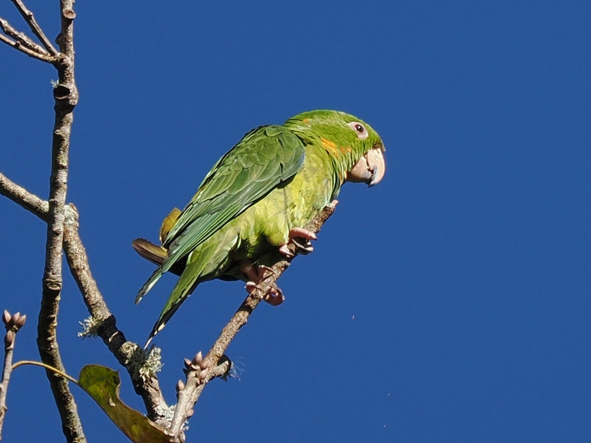 Pacific Parakeet - ML646016351