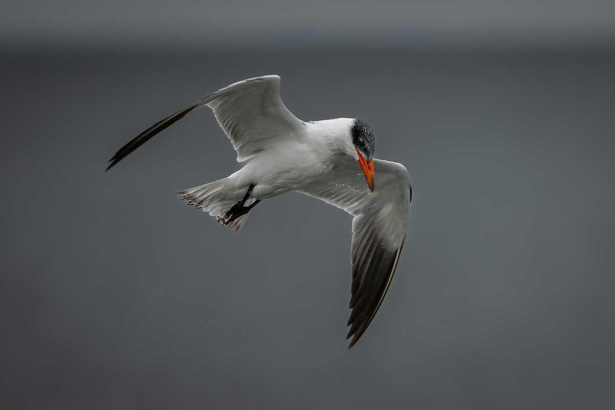 Caspian Tern - ML646016357