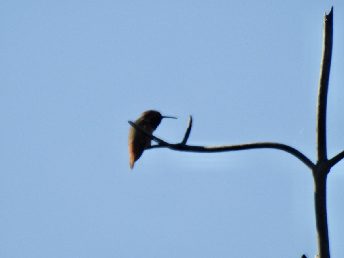 Allen's Hummingbird - ML646016358