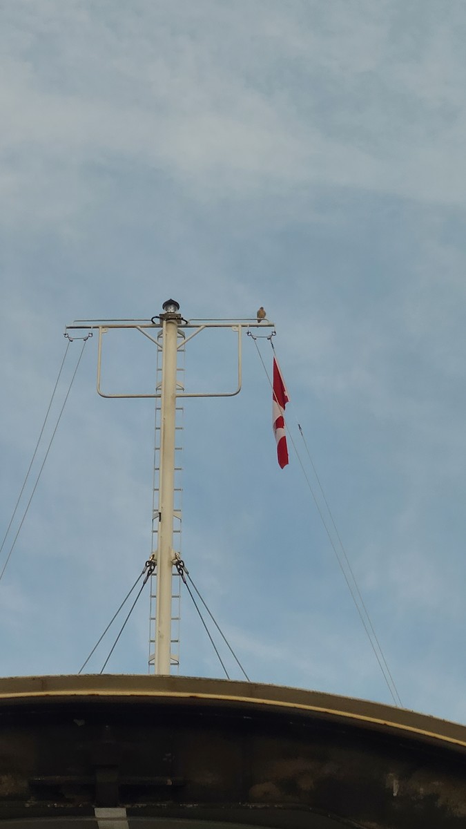 American Kestrel - ML646016363