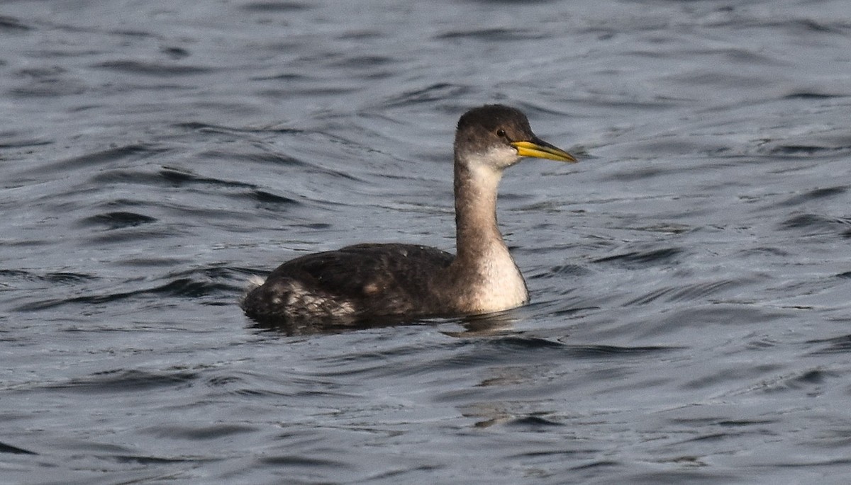 Somormujo Cuellirrojo - ML646016364