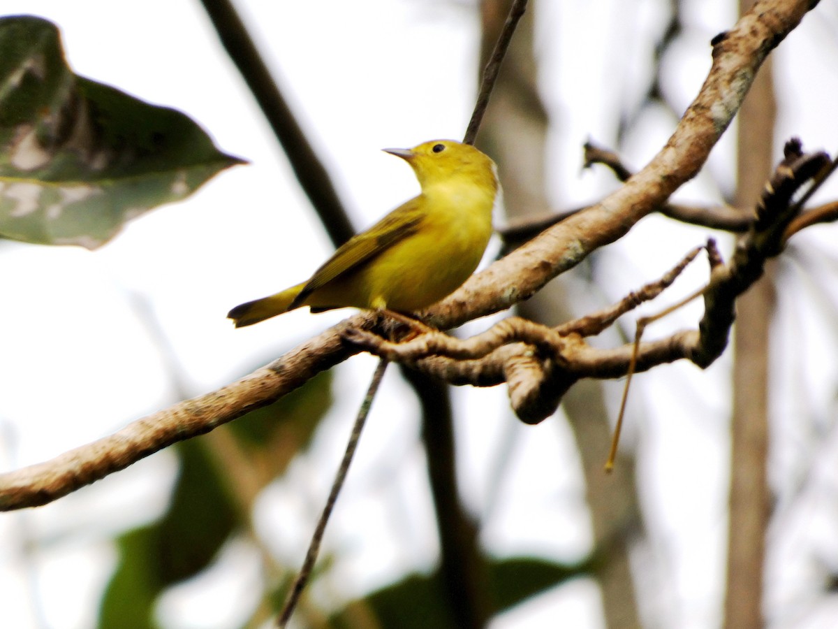 Sarı Ötleğen - ML646016366