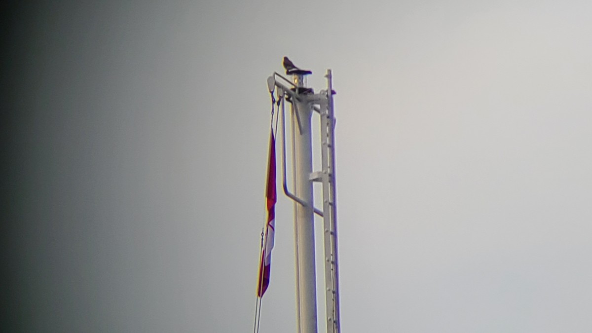 American Kestrel - ML646016368