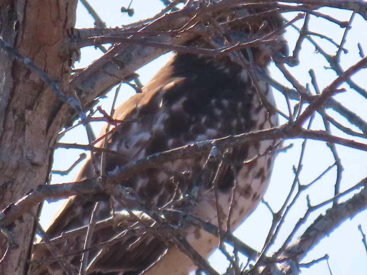 Red-shouldered Hawk - ML646016369