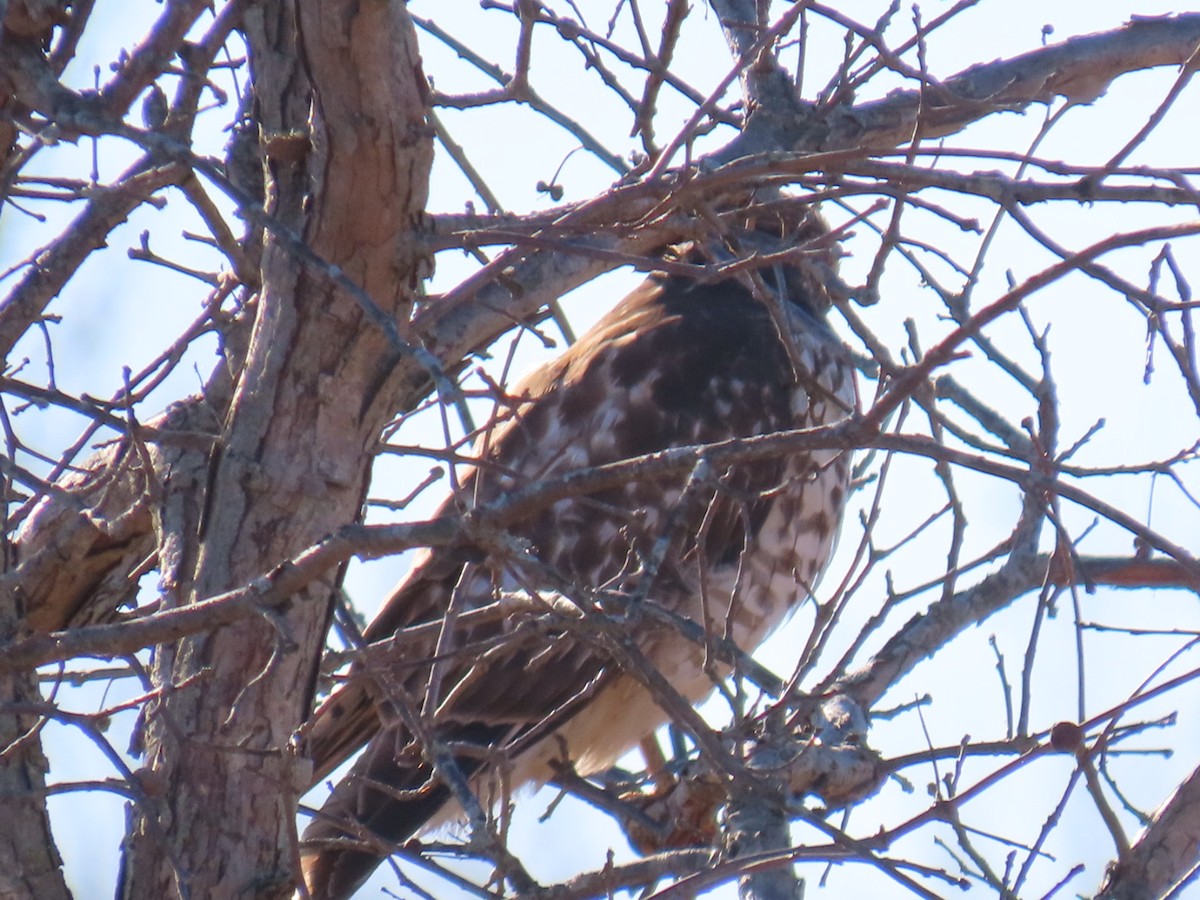 Red-shouldered Hawk - ML646016370