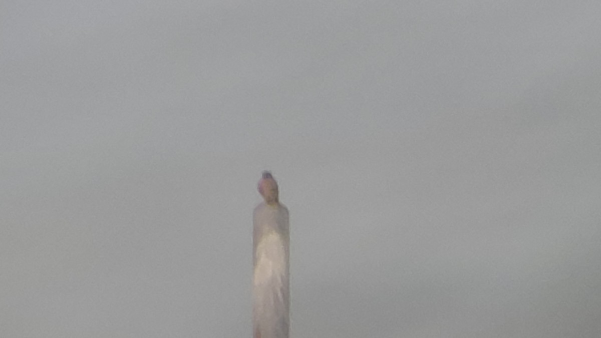 American Kestrel - ML646016387