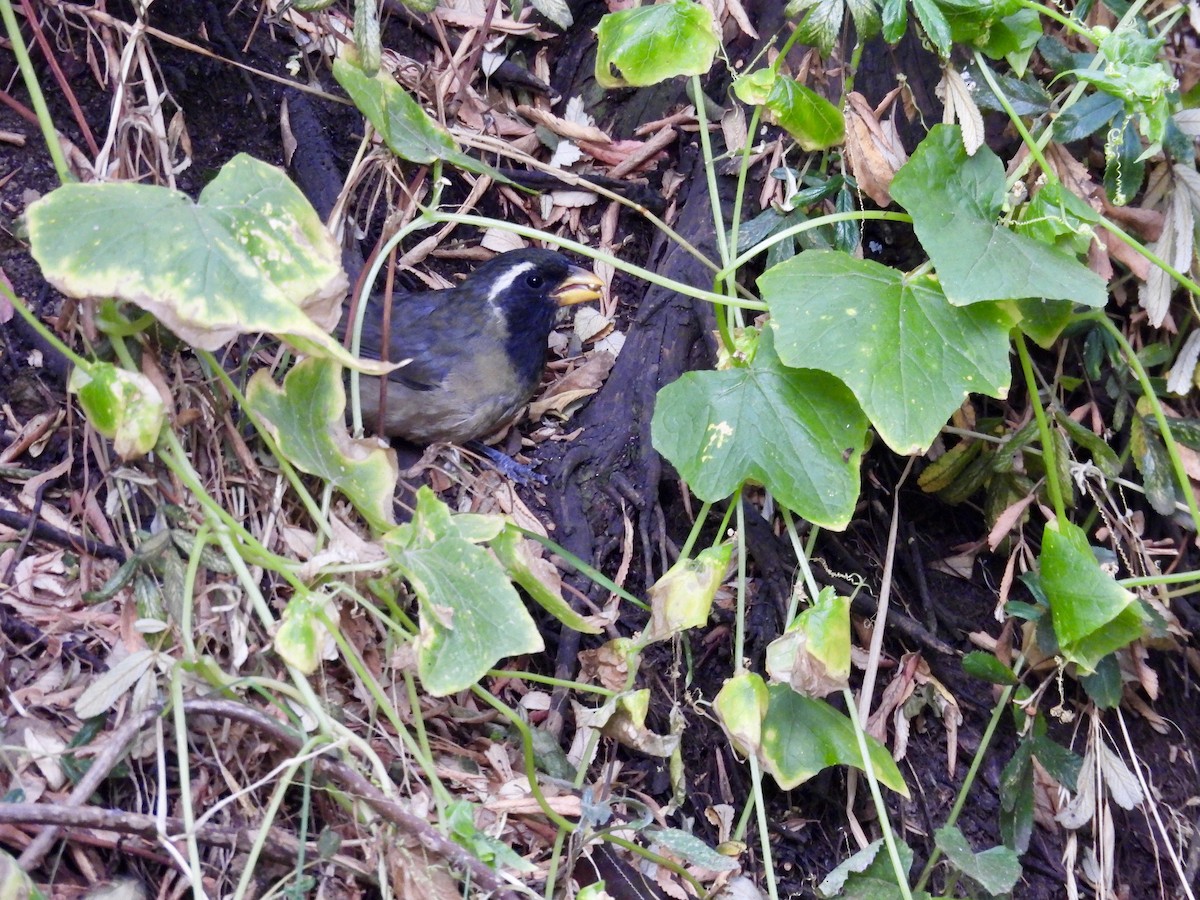 Golden-billed Saltator - ML646016388