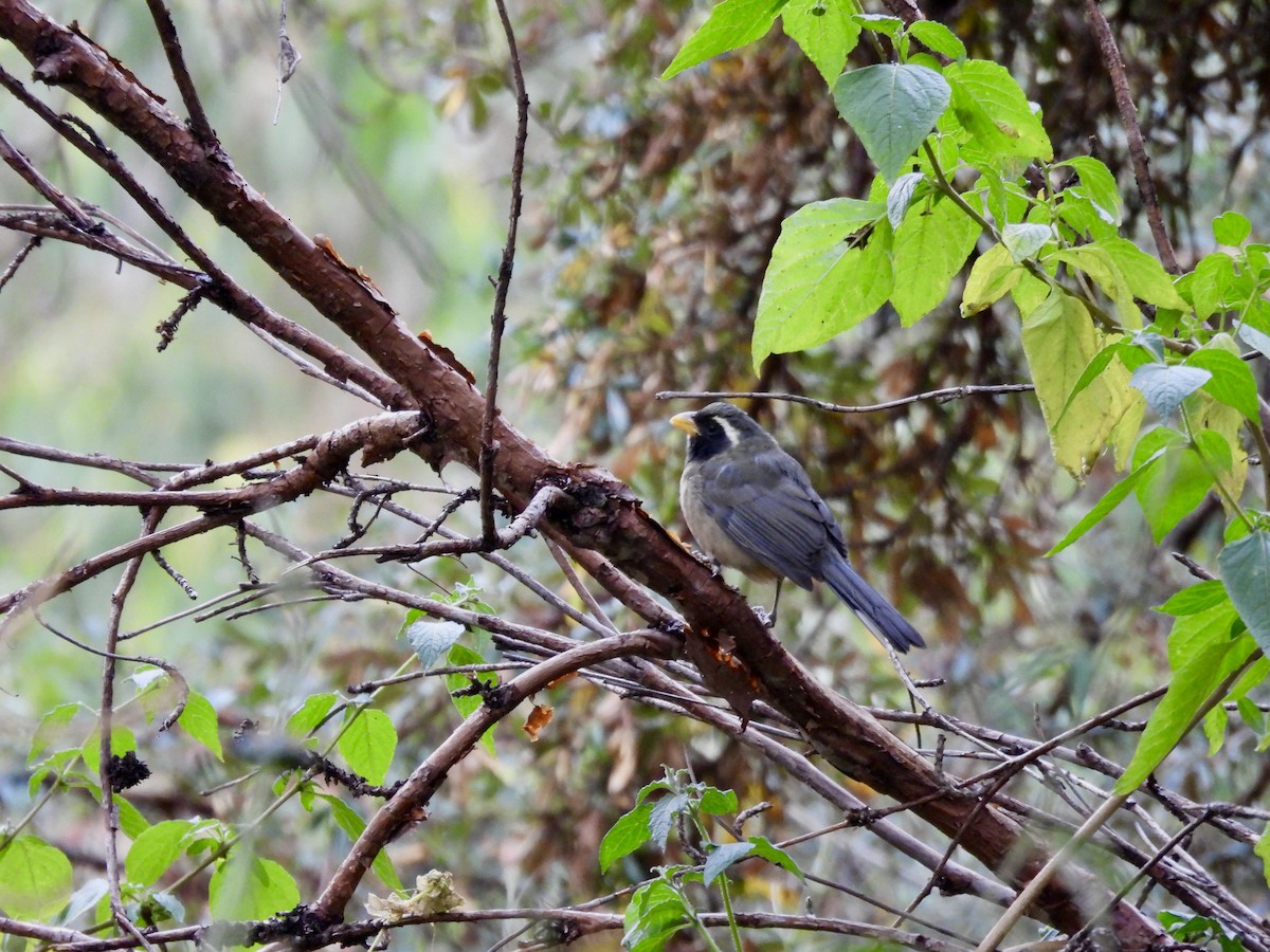 Golden-billed Saltator - ML646016389