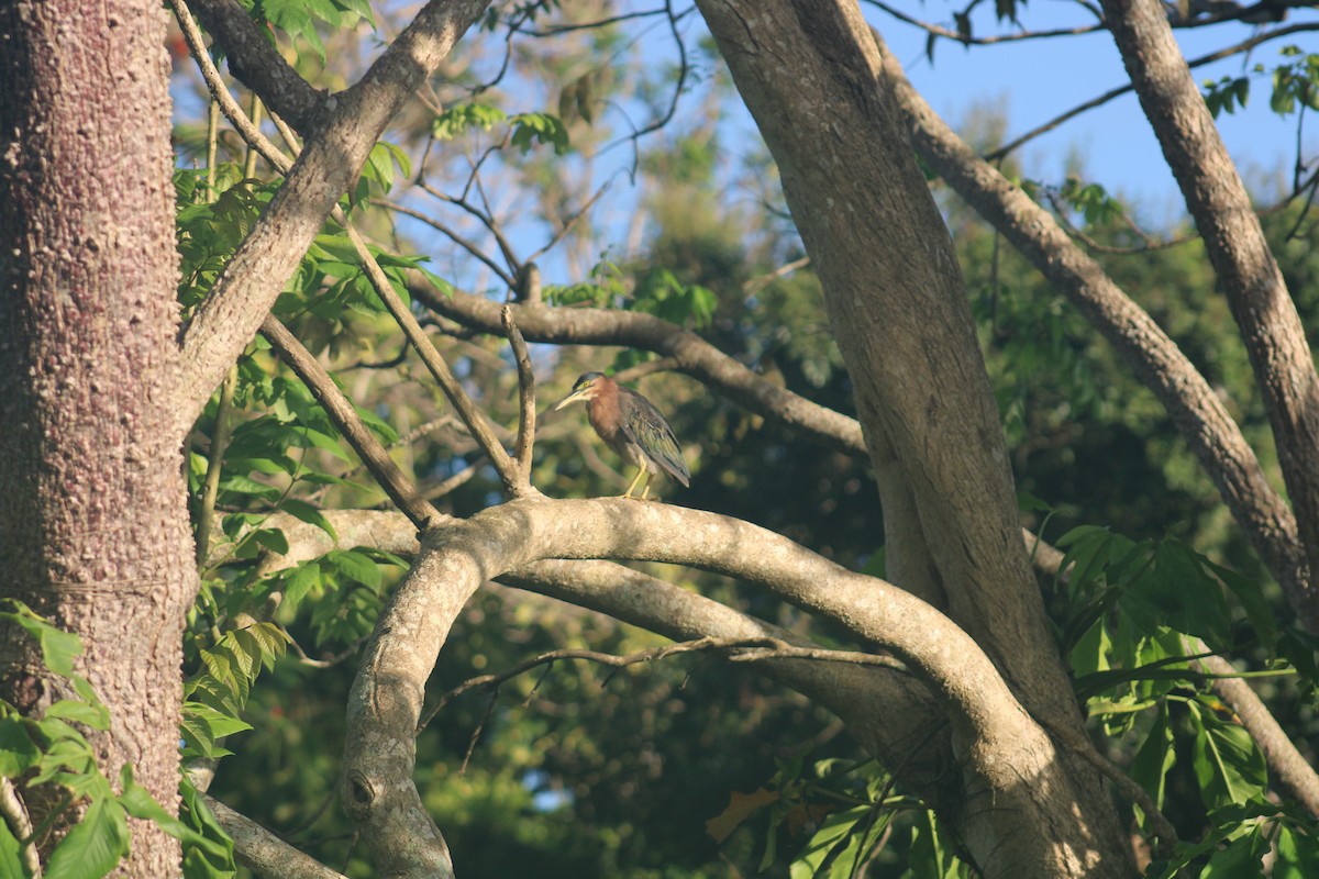 Green Heron - ML646016394