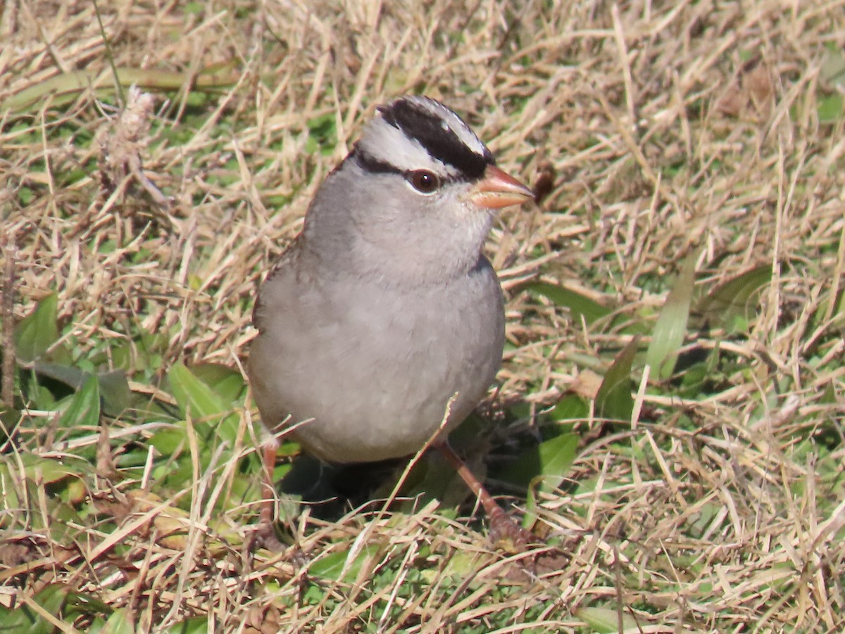 White-crowned Sparrow - ML646016395