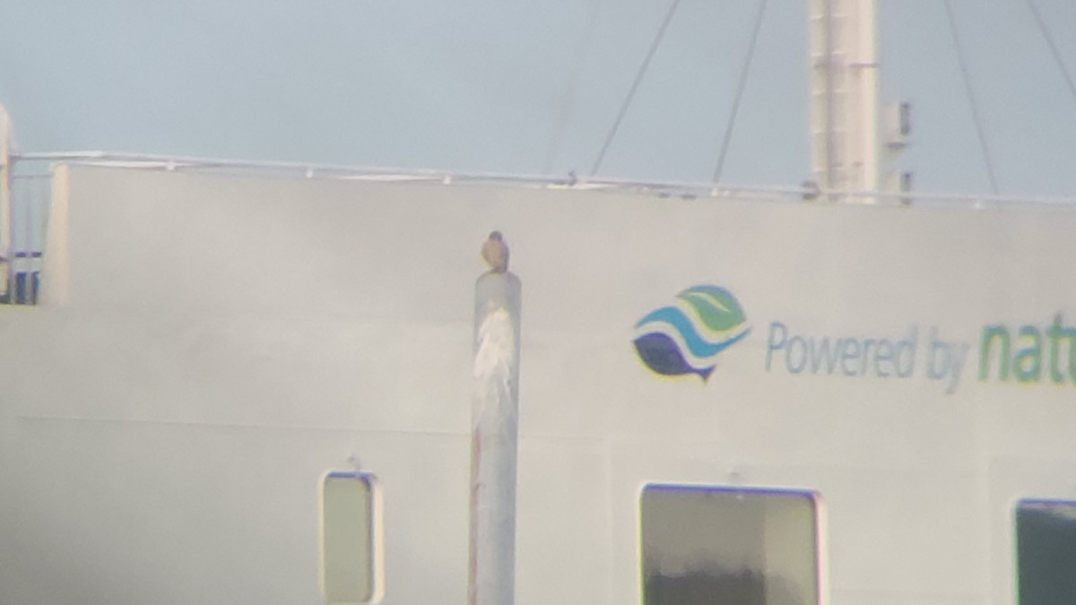 American Kestrel - ML646016396