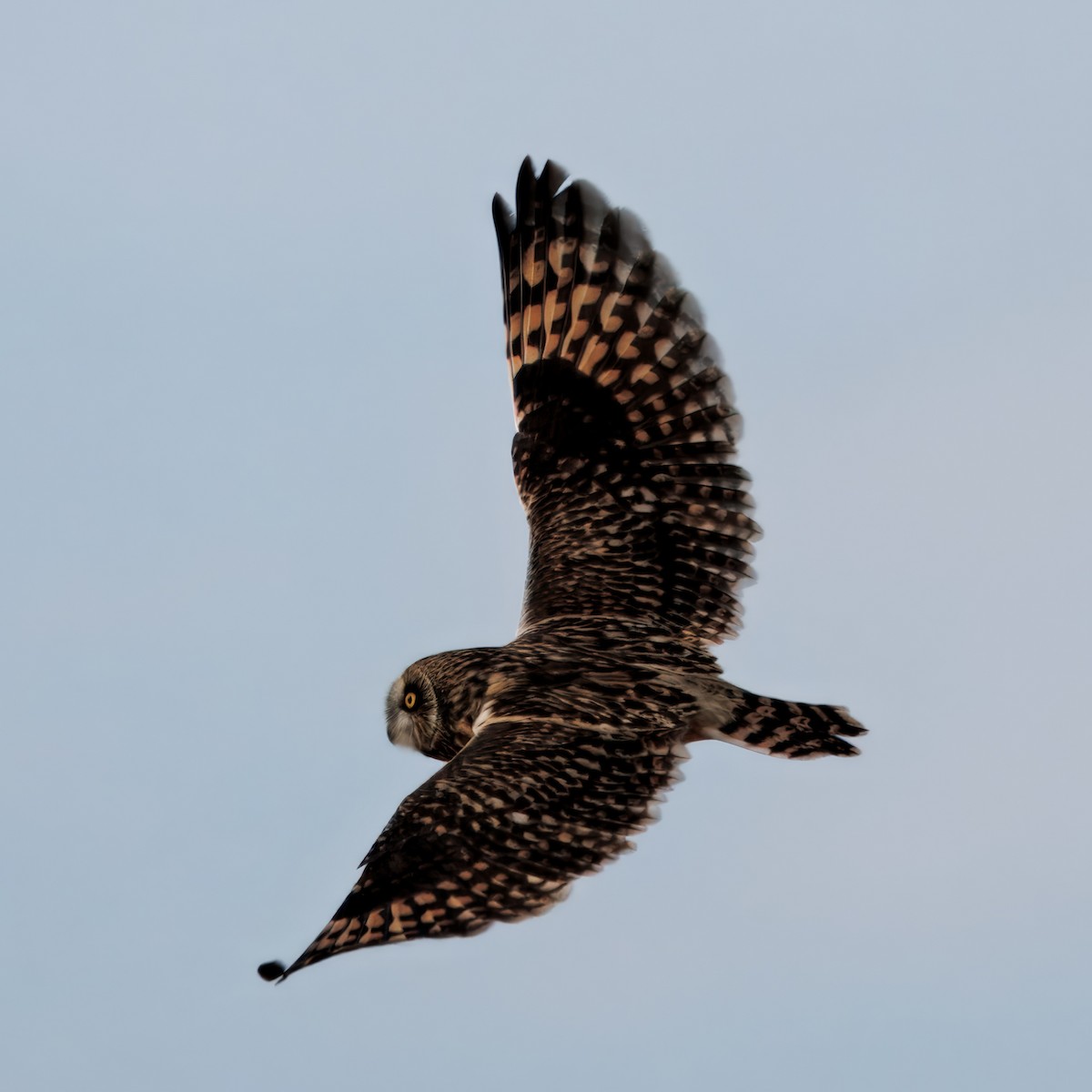 jordugle - ML646016411