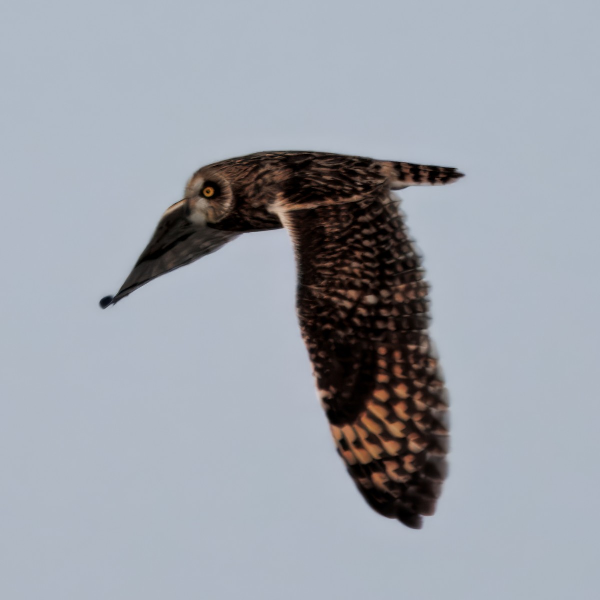 jordugle - ML646016414