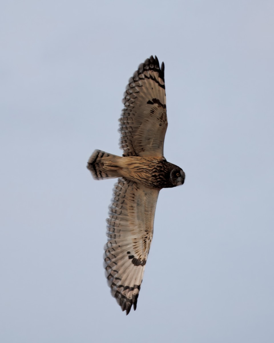 jordugle - ML646016417