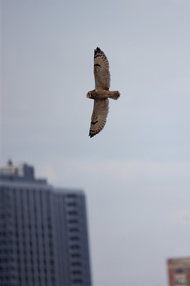 jordugle - ML646016418