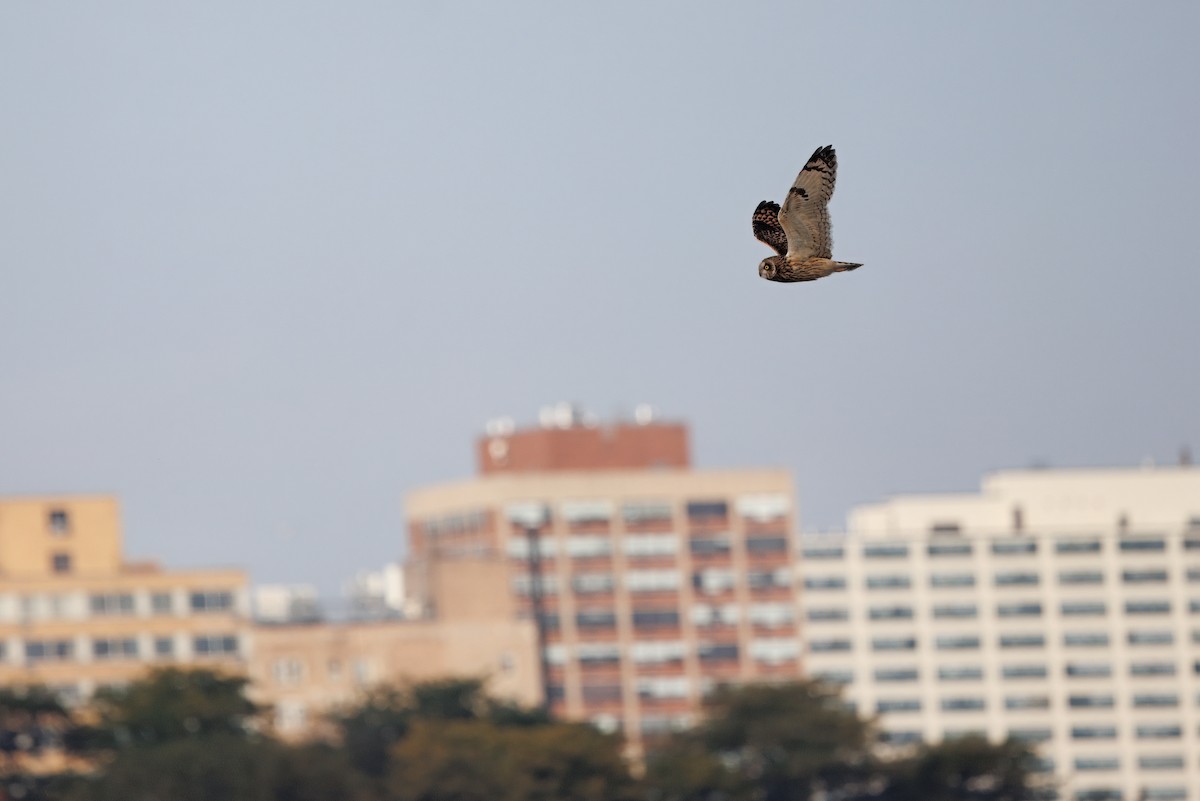 jordugle - ML646016420