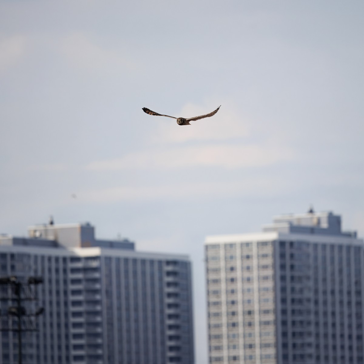 jordugle - ML646016421