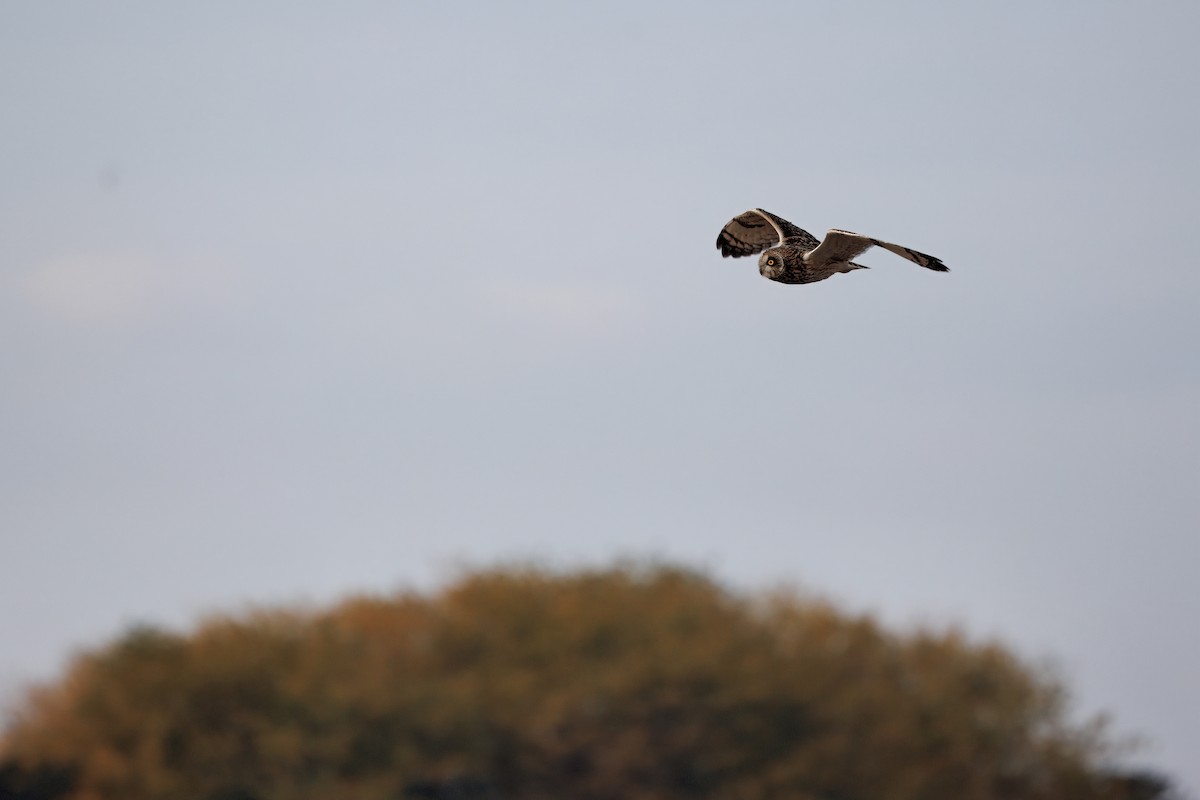 jordugle - ML646016422