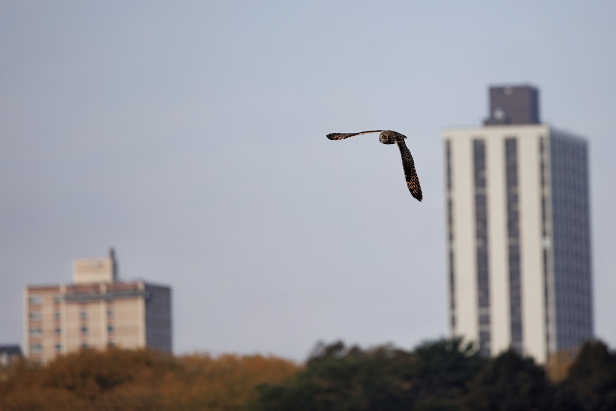 jordugle - ML646016423