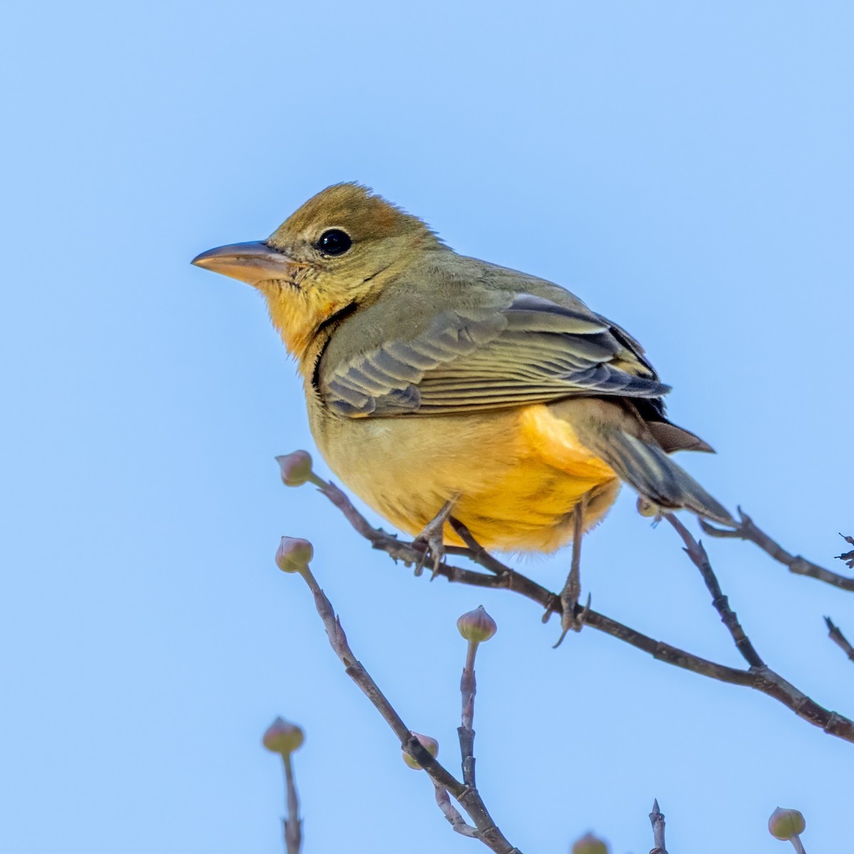 Summer Tanager - ML646016428